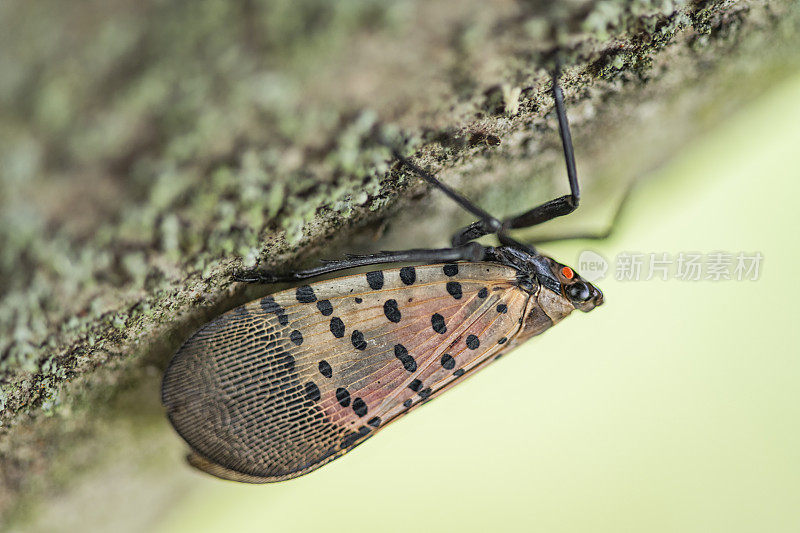 一只斑点灯笼蝇(Lycorma delicatula)在枫树的树干上爬行的特写